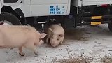 猪：兄弟救我出来呀，我被卡住了！