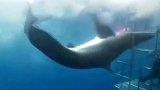 心痛！大白鲨头被铁笼卡住 惨死在潜水人员眼前