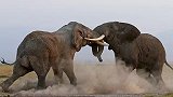 肯尼亚：两头大象用象牙互相攻击，争夺象群的统治地位