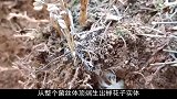 这种真菌专门寄生在幼蝉身上，在其头上开花，稀有昂贵！