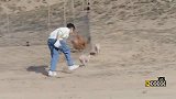五哈，邓超陈赫联手抓猪，被猪猪窜裆而逃，陈赫人猪分过