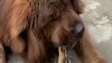 藏獒护食那是相当出名，主人尝试相当于虎口拔牙