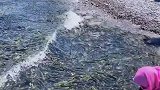 青海湖湟鱼洄游，场面颇为壮观，好多鱼啊