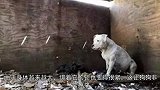 痛心！狗狗为了自救逃跑，竟然咬掉自己的右脚！