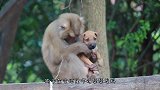 猴子欺负狗狗，结果反被三只狗狗追着打，猴子这下倒大霉了