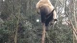 问君能有几多愁，恰似熊猫卡在树梢头，这一刻我的门票没白买！