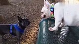 看两只斗牛犬狗狗抢一个椅子,结局好意外