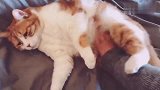 喵星人满脸不情愿的被撸，猫咪：说好的小鱼干，你可别赖账！