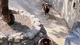 两只羊打架，还知道后退加大冲刺距离