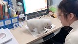学生捡的流浪狗成了老师宠物,这么可爱就叫它黑子吧