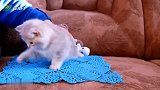 超萌小奶猫被抓住也不安分：放开我，我要自己玩！