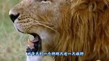 400斤麋鹿对抗近千斤水牛，阻挡水牛闯入领地，镜头拍下全过程
