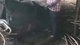 拐棍是人工这样做出来的，一直以为是自己长成这样的！
