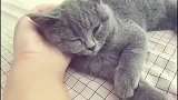 英短蓝猫刚睡醒就偷偷爬上床,求亲亲求抱抱!