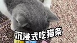 这么可爱的小猫咪谁不爱