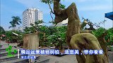 路边的“百年树桩”盆景，造型意境美！“无价之宝”令人爱不释手
