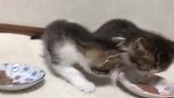 几只小猫吃饭，有一只最认真，吃完还帮别的猫打扫剩饭