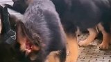 德牧犬，德牧宝宝
