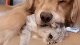 猫：快起开，压得我都喘不了气！