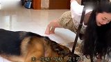 女主让德牧和她一起做俯卧撑，德牧怕女主摔地上，就趴到女主身下