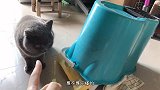 被猫咪搞得哭笑不得，这只蓝猫打翻了桶，被我暴骂还超淡定蔑视我