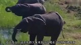 狮子扑倒一只大象，突然感觉背后一凉，扭头一看立马逃命