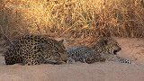 超暖瞬间：花豹妈妈带着两只幼崽，在沙滩上玩耍