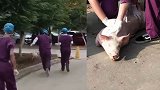 笑出鹅叫！实验小猪出逃 医学院学生校园狂奔抓猪