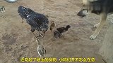 母鸡护小鸡吃食，驱赶狗狗抢吃，太有爱了