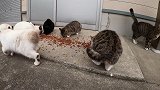 当喂流浪猫吃的时，它会叫上他的朋友们一起来吃