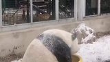 游客一声萌兰，把它吓得滚了下来