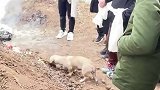主人离世生前喂养的狗狗来送别