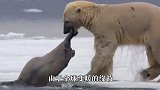 北极熊捕杀巨大的海象，饥饿让它丧失理智，过程让人心酸！