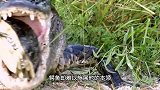 乌龟被鳄鱼捕食，一点不认怂，结果却让鳄鱼难以吞咽！