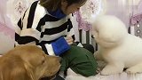 狗狗们陪女主玩游戏，结局有点好笑