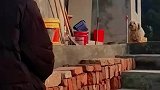 狗子路遇陌生人，一时忘了如何操作当场愣住