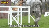军犬到底有多聪明？看到这些训练画面，让人大开眼界！
