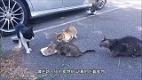 猫妈妈守护小猫吃东西，其他流浪猫却不敢动，镜头拍下全过程