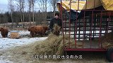 小牛悄悄顶走农场干草，看这轻快的步伐，可见多开心
