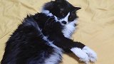 主人强撸猫咪的肚子，猫咪恼羞成怒，练成了无影脚！