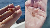 美国一女子在夏威夷清理海洋垃圾时救小章鱼 只有指甲盖大小