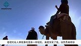 骆驼吃仙人掌就像吃面条一样，轻松自如，自然界真奇妙