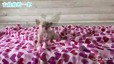 吉娃娃刚断奶，小家伙可怜巴巴地找妈妈