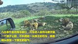 开车遭到狮王拦截，这家伙脾气太爆了