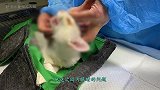 都说眼睛是心灵的窗户，而这只猫咪的窗户却从来都没打开过