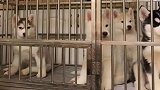 哈士奇幼犬饿了会有什么表现，手机音量调小再点进来看