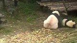 熊猫宝宝你在妈妈背上蹭来蹭去，帮妈妈挠痒痒吗