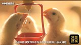 左手鼎泰丰，右手肯德基！中国最大鸡肉加工商差点没人接班？