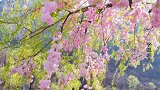 前奏响起，所有的花都开了，所以你今天去爬山了吗？#杨掌柜