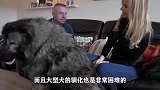 大型犬有多可怕，看了这个视频后，还喂养吗